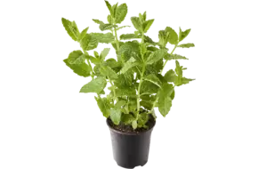 BIO Mint Maroc in pot doos 2st